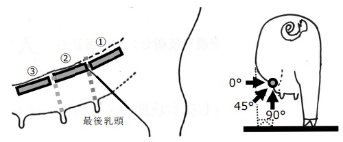 豬用B超機(jī)超聲檢測位置